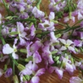 開いてしまった大根の花 とも和え 大根おろし和え レシピ 作り方 By 夏はぜ 楽天レシピ 開いてしまった大根の花 とも和え 大根おろし和え レシピ 作り方 By 夏はぜ 楽天レシピ